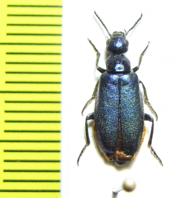 Cabalia rubriventris  Morocco - INSECTS-STORE.RU