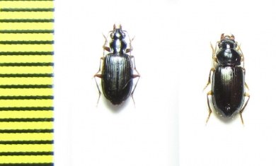 Carabidae sp.  Indonesia, Papua - INSECTS-STORE.RU