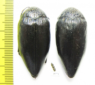 Sternocera orissa  Zambia - INSECTS-STORE.RU