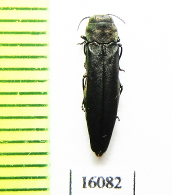 Agrilus cyaneoniger  Russia, Far East - INSECTS-STORE.RU