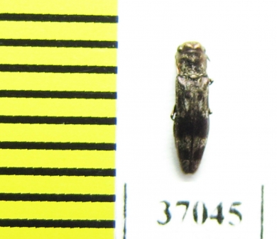 Agrilus sp.  South Africa Rep. - INSECTS-STORE.RU