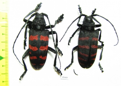 Ceroplesis capensis, pair  South Africa Rep. - INSECTS-STORE.RU