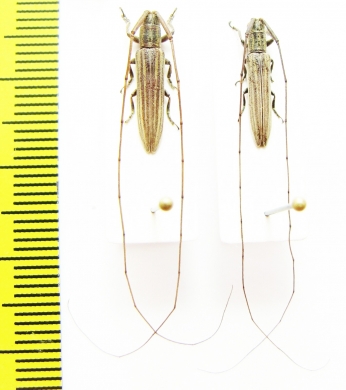 Cerambycidae sp.  South Africa Rep. - INSECTS-STORE.RU