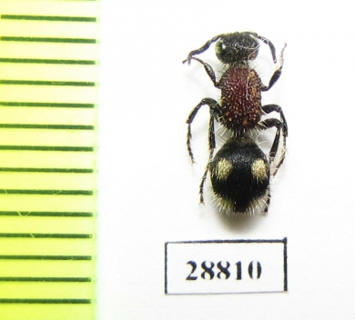 Mutillidae sp.  Zambia - INSECTS-STORE.RU