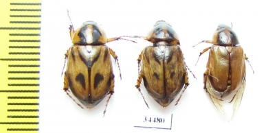 Cyclocephala amazona  Costa Rica - INSECTS-STORE.RU