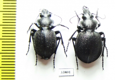Callisthenes karelini karelini, pair  Kazakhstan - INSECTS-STORE.RU