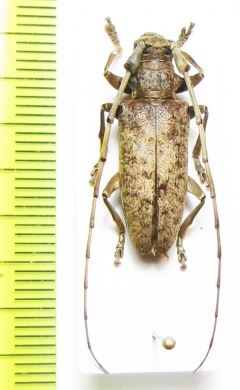 Acalolepta rusticatrix lumawigi  Philippines - INSECTS-STORE.RU