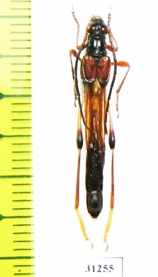 Necydalis ulmi, male  France - INSECTS-STORE.RU