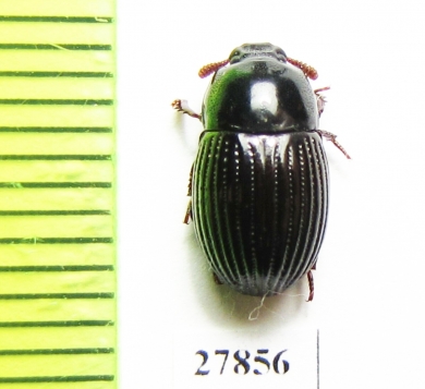 Tenebrionidae sp.  Malaysia, Borneo - INSECTS-STORE.RU