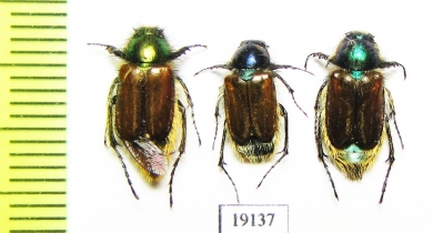 Eulasia sp.  Iran, Lorestan prov. - INSECTS-STORE.RU