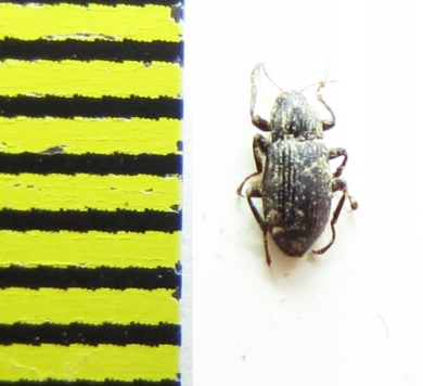 Limnius intermedius  Russia, Crimea - INSECTS-STORE.RU