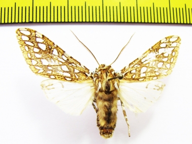 Erebidae sp.  Bolivia - INSECTS-STORE.RU