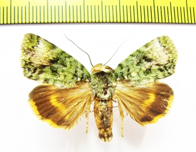 Noctuidae sp.  Laos - INSECTS-STORE.RU