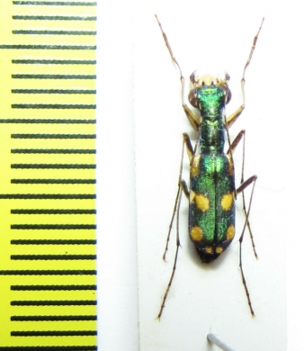 Physodeutera murzini  Madagascar   - INSECTS-STORE.RU