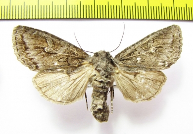 Polia tiefi  Russia, Altai reg. - INSECTS-STORE.RU