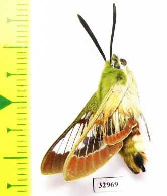 Hemaris fuciformis  Kazakhstan - INSECTS-STORE.RU