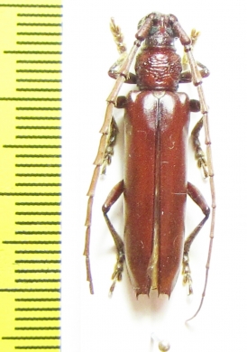 Cerambycidae sp.  Brasilia - INSECTS-STORE.RU