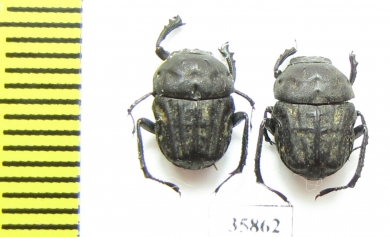 Gymnopleurus sp.  Tanzania - INSECTS-STORE.RU