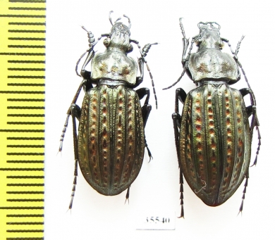 Carabus (Limnocarabus) clathratus, pair  Kazakhstan - INSECTS-STORE.RU
