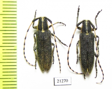 Agapanthia muellneri, pair  Kirgizstan - INSECTS-STORE.RU