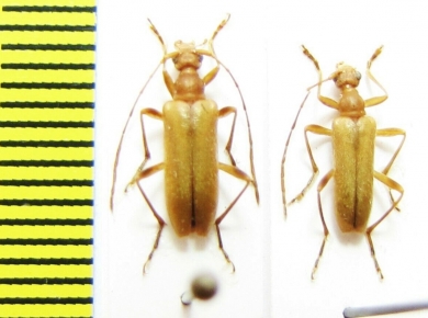 Pidonia straminea  China, Sichuan prov. - INSECTS-STORE.RU