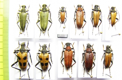 Lepturobosca virens, Pachyta quadrimaculata, Stictoeptura rubra, S.tonsa  Russia - INSECTS-STORE.RU