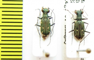 Cylindera discreata  Indonesia, Ceram isl. - INSECTS-STORE.RU