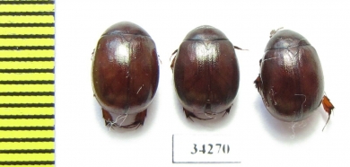 Melolonthinae sp.  Ethiopia - INSECTS-STORE.RU