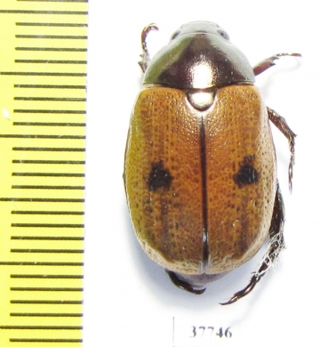 Rutelinae sp.  Honduras - INSECTS-STORE.RU