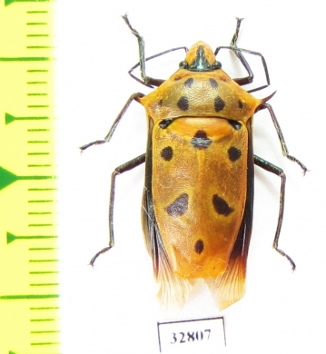 Hemiptera sp.  Malaysia, Borneo - INSECTS-STORE.RU