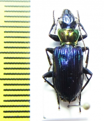 Catascopus sp.  Indonesia, Papua - INSECTS-STORE.RU