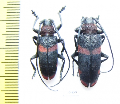 Ceroplesis hottentotta, pair  South Africa Rep. - INSECTS-STORE.RU