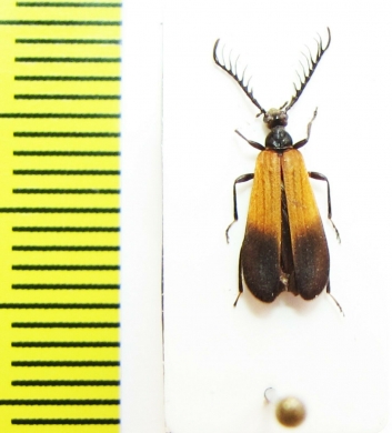 Pyrochroidae sp.  Malaysia, Borneo - INSECTS-STORE.RU