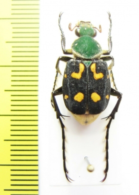 Epitrichius bifasciatus  Laos - INSECTS-STORE.RU