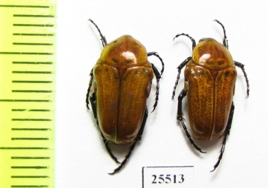 Leucocelis rubra  South Africa Rep. - INSECTS-STORE.RU