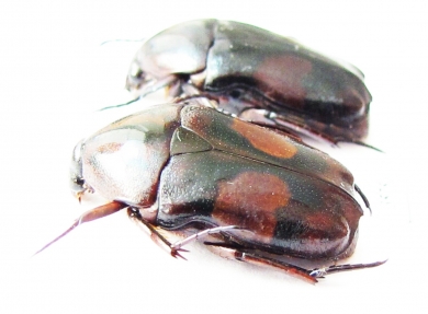 Cetoniinae sp.  Zambia - INSECTS-STORE.RU