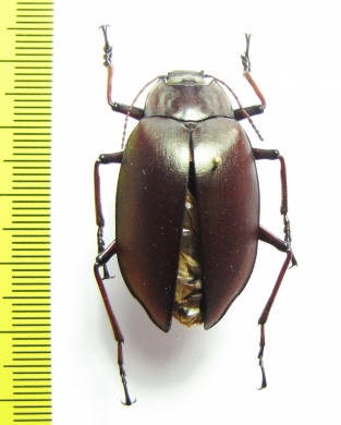 Cyphaleus imperialis  Australia - INSECTS-STORE.RU