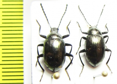 Tenebrionidae sp.  Indonesia, Sulawesi - INSECTS-STORE.RU