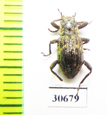 Tenebrionidae sp.  Malaysia, Borneo - INSECTS-STORE.RU