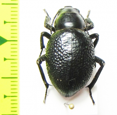 Pimelia sp.  Iran, Bakhtiari prov. - INSECTS-STORE.RU