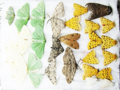 Lepidoptera sp.  Russia, Tver reg. - INSECTS-STORE.RU