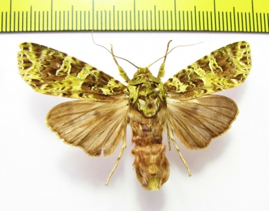 Noctuidae sp.  Laos - INSECTS-STORE.RU