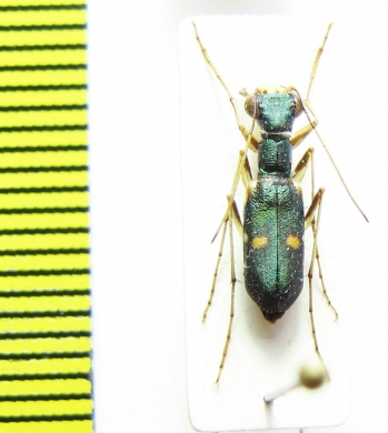 Physodeutera sp.  Madagascar   - INSECTS-STORE.RU