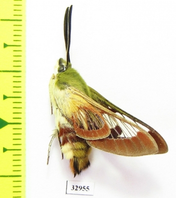 Hemaris fuciformis  Kazakhstan - INSECTS-STORE.RU