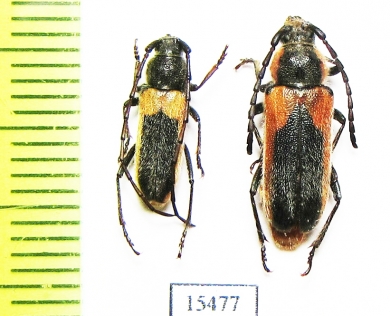 Crossidius pulchellus, pair  USA - INSECTS-STORE.RU