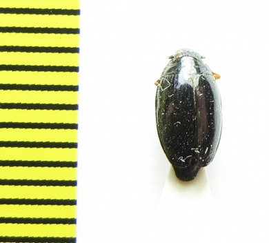 Gyrinus substriatus  Belorussia - INSECTS-STORE.RU