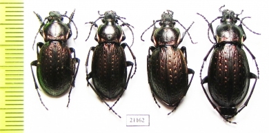 Carabus (Eucarabus) billbergi, pair  Russia, Far East - INSECTS-STORE.RU