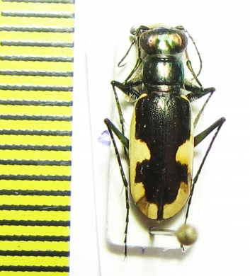 Hypaetha biramosa ssp.  Sri Lanka - INSECTS-STORE.RU