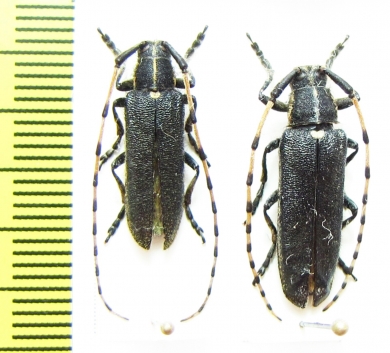 Agapanthia detrita, pair  Uzbekistan - INSECTS-STORE.RU