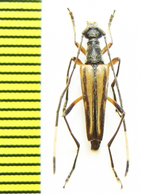 Parastrangalis potanini  China, Sichuan prov. - INSECTS-STORE.RU